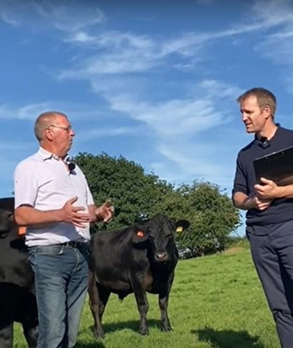 Farmers and cows in a field